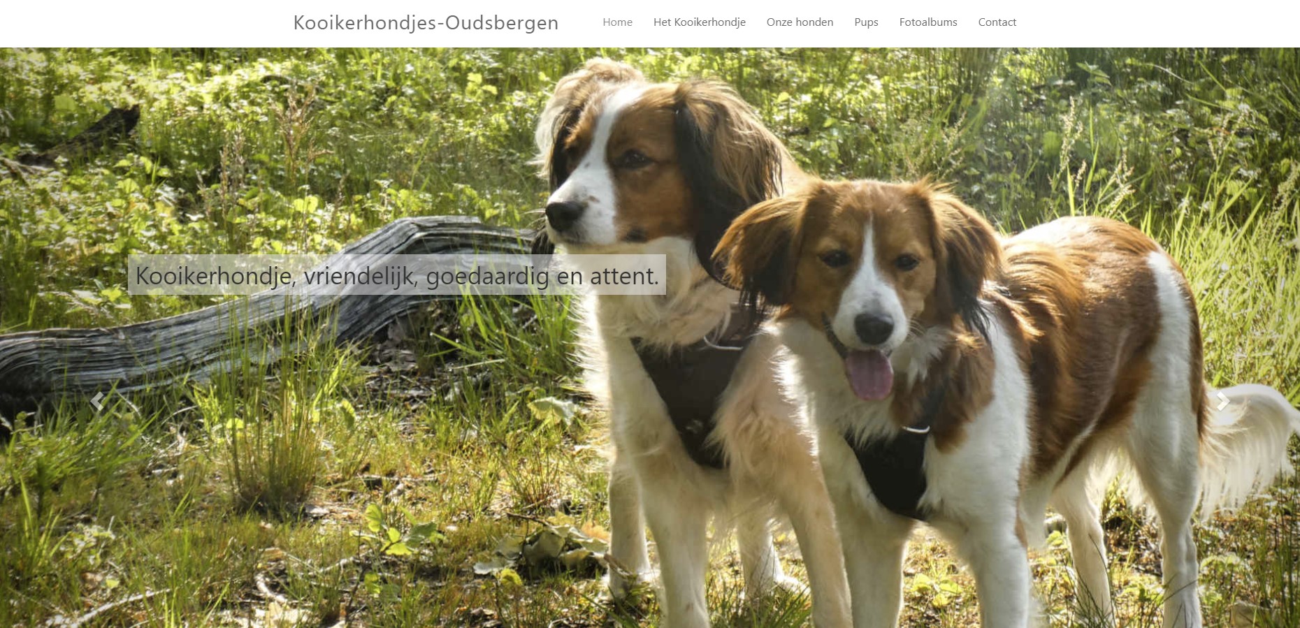 kooikerhondjes-oudsbergen